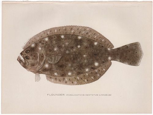 FLOUNDER